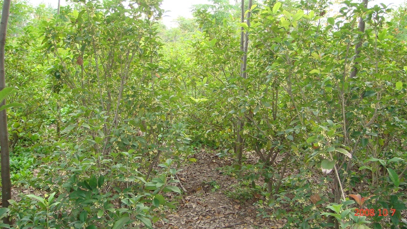 南通锦绣河山苗木最近动态