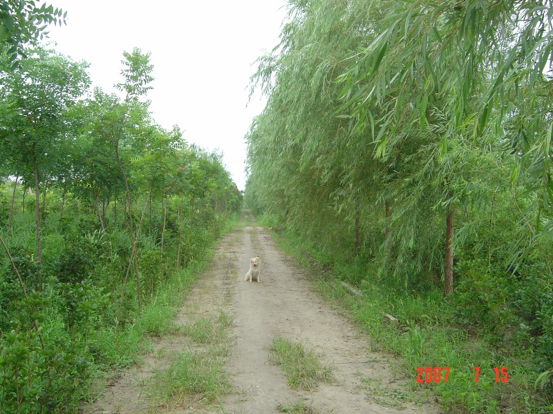 南通锦绣河山苗木基地近况 （七月）