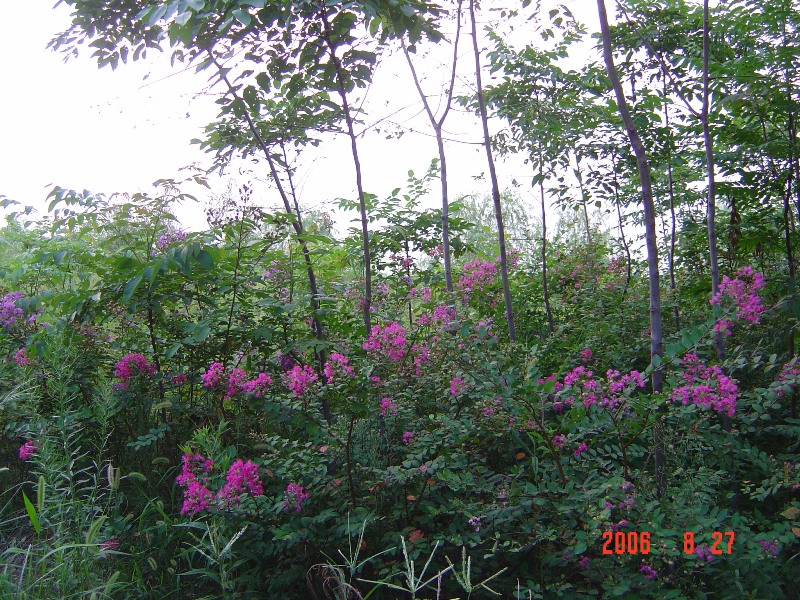 南通锦绣河山苗木基地近况（ 八月）
