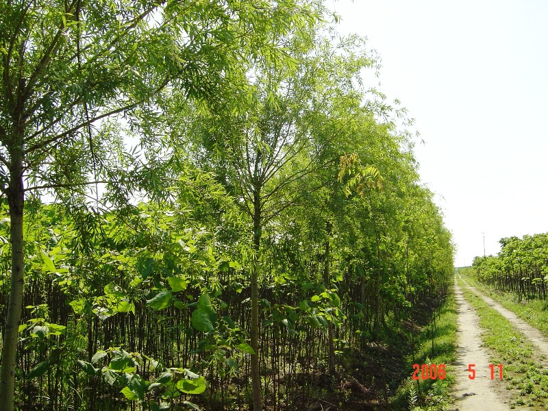 南通锦绣河山苗木基地近况（五月）