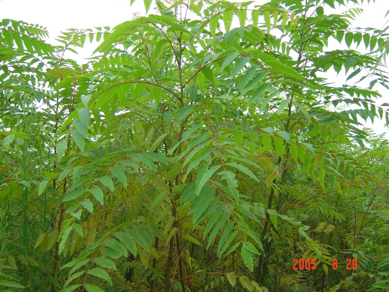 南通锦绣河山苗木基地近况（九月）